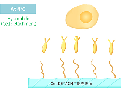 4℃時，溫敏聚合物涂層為高分子伸直狀態(tài)，表現(xiàn)為親水性，利于貼壁細胞的脫落