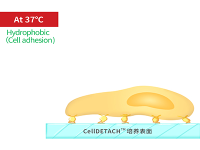 37℃時，溫敏聚合物涂層為高分子卷縮狀態(tài)，表現(xiàn)為輕度疏水性，更有利于細胞的貼附