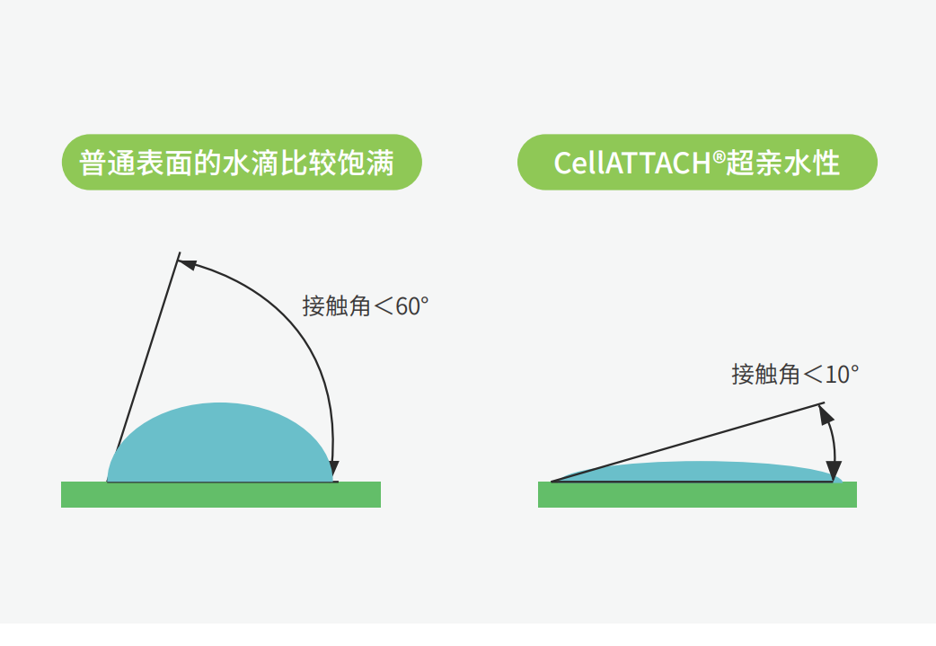 獨特的超親水表面處理技術(shù)，能為細胞提供更好的吸附性，促進細胞快速貼壁生長，提高產(chǎn)量