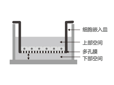 懸掛式設(shè)計，嵌入皿移細(xì)胞嵌入皿移動時單層細(xì)胞不受影響上部空間 ，還能防止培養(yǎng)液通過中毛細(xì)作用流失